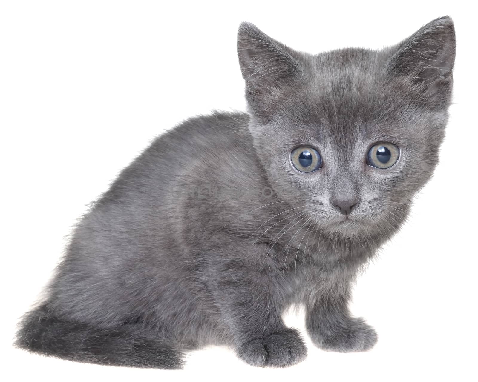 Small gray shorthair kitten sitting isolated on white background.