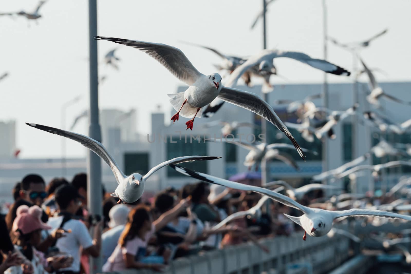 Bang Pu and visitors feeding thousands of seagulls by PongMoji