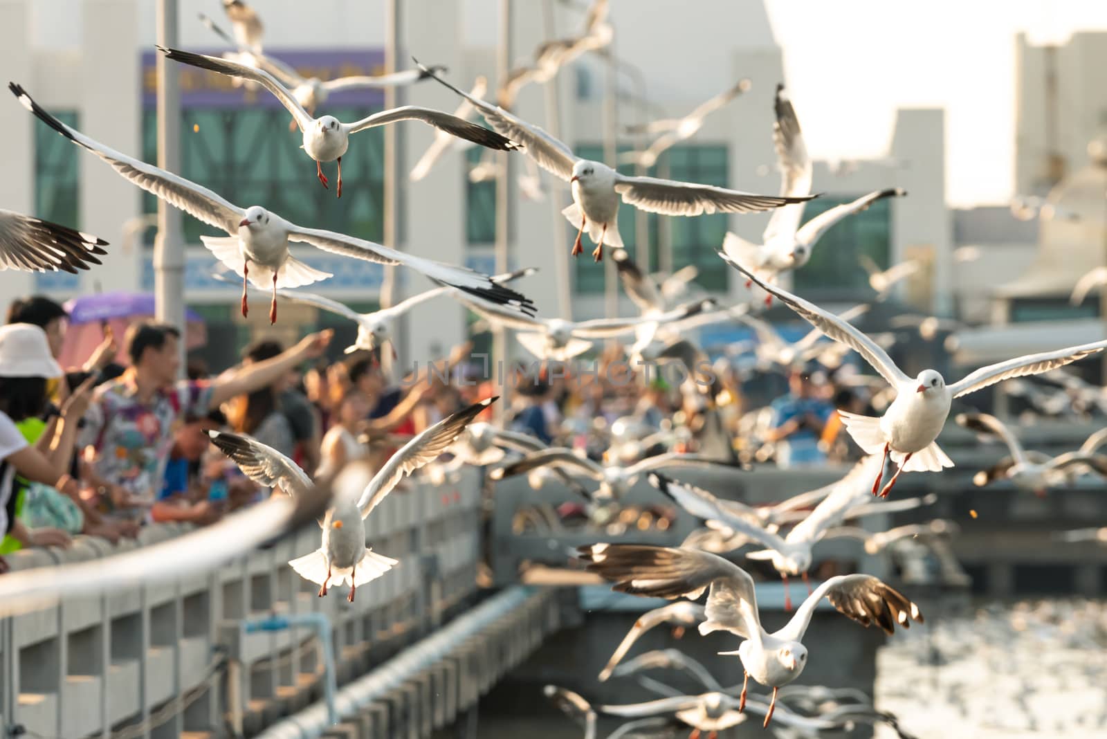 Bang Pu and visitors feeding thousands of seagulls by PongMoji