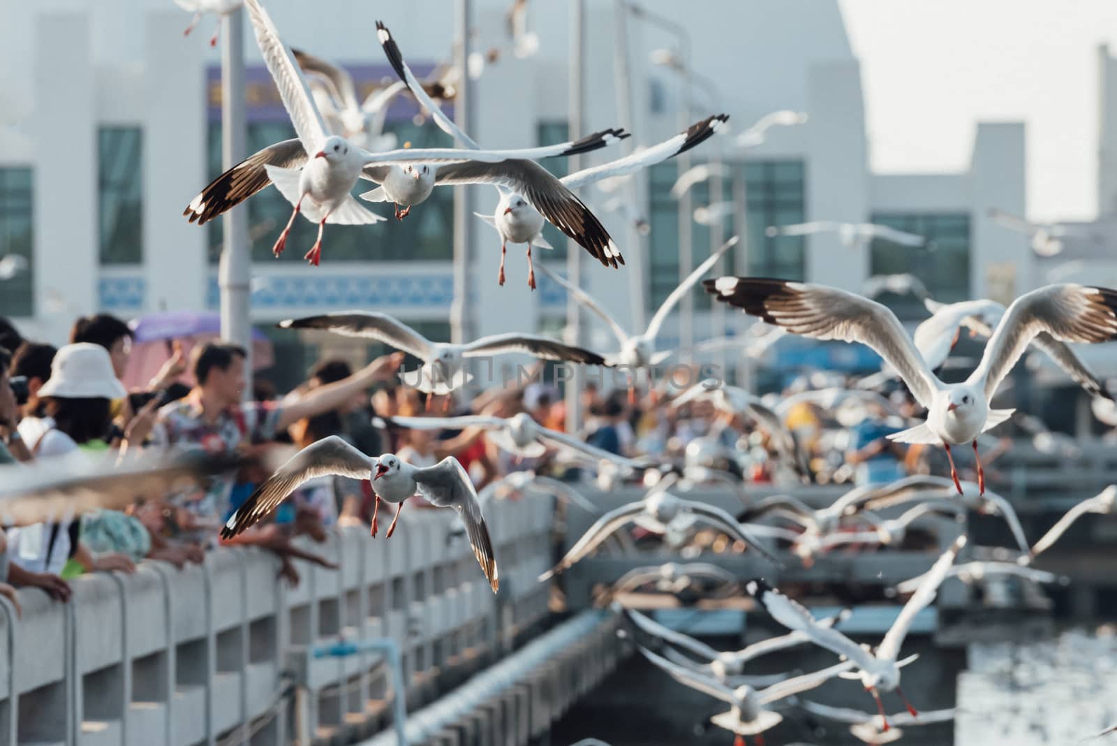 Bang Pu provides habitat for large flocks of migratory seagulls annually in the early winter visitors can enjoy with feeding thousands of seagulls