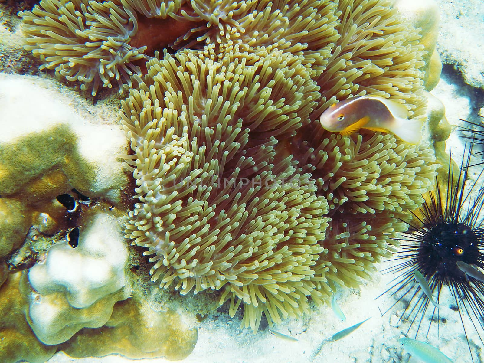 Sea Anemones Under the Sea by Puripatt