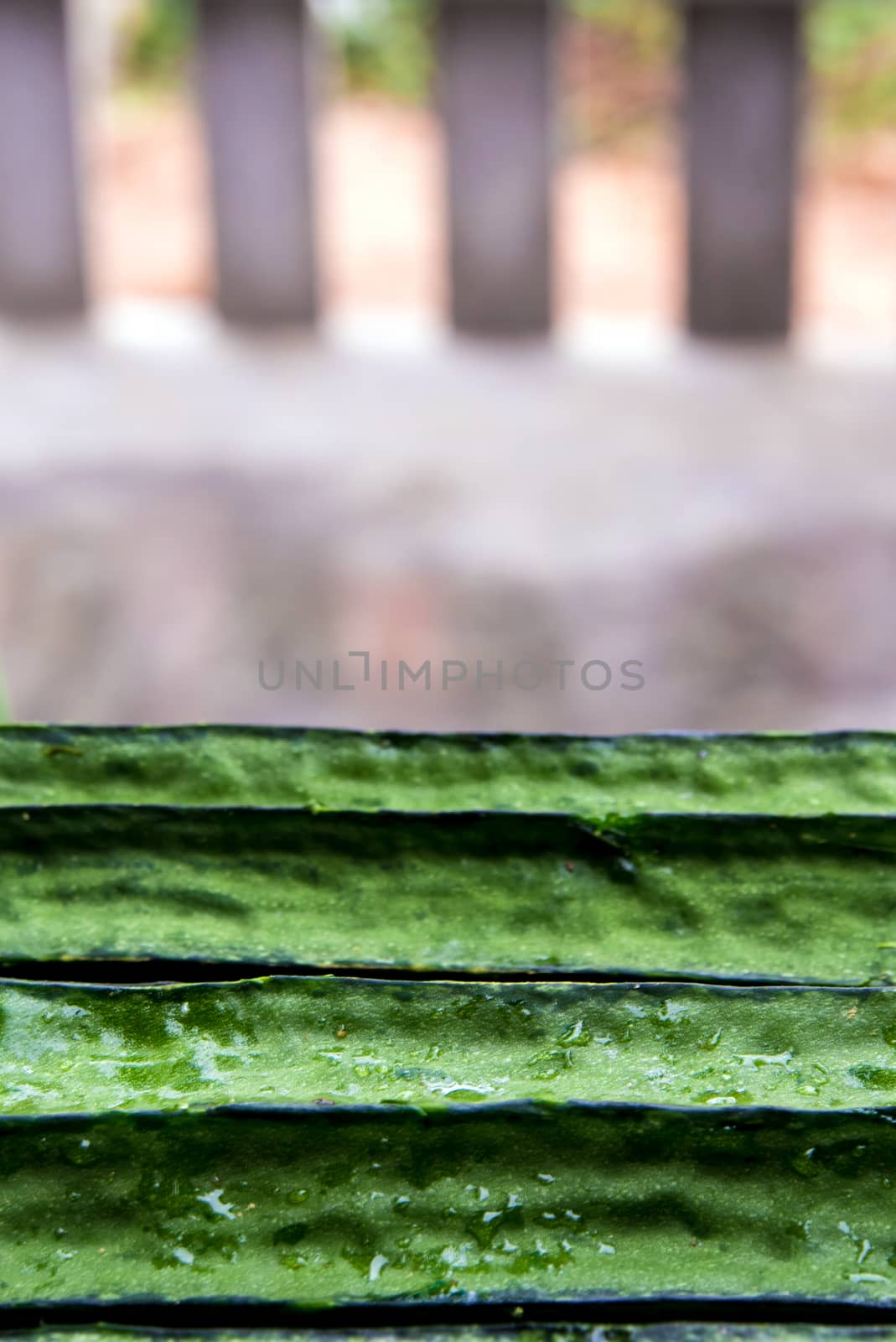 Texture of Angled loofah, Green vegetable