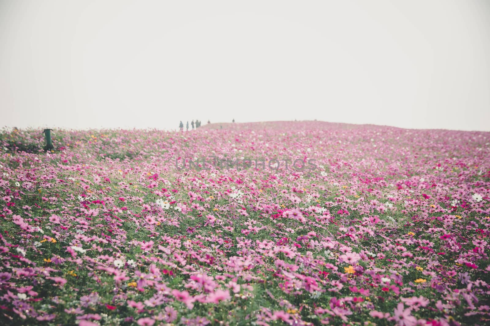 Cosmos flowers background in vintage style 