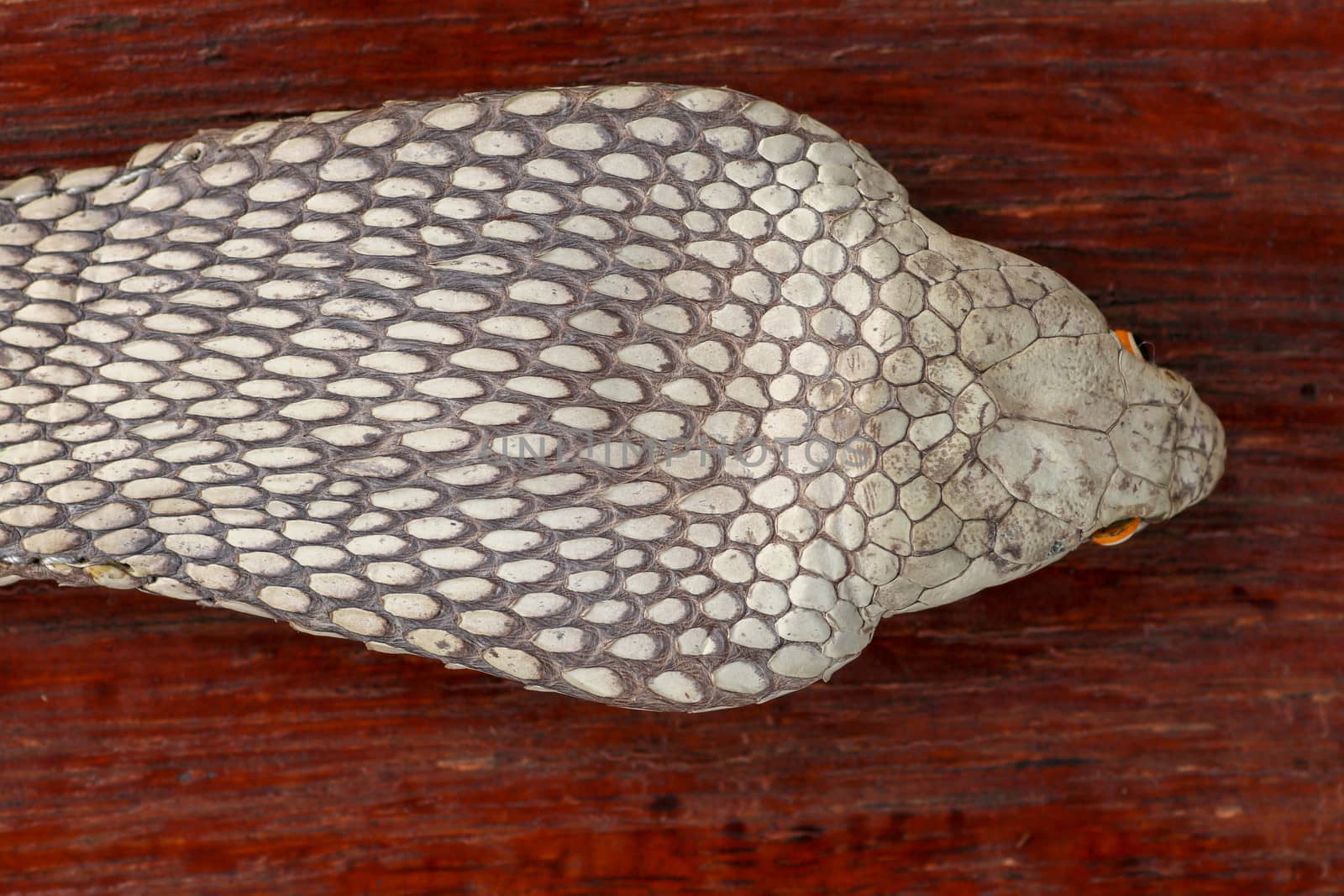 A close up head of a King Cobra. Tanned skin of Ophiophagus hannah. Belt of the most venomous snake on Bali island in Indonesia. Product from leather workshop.