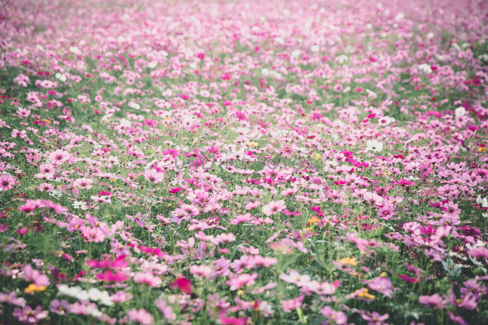 Cosmos flowers background in vintage style  by piyato