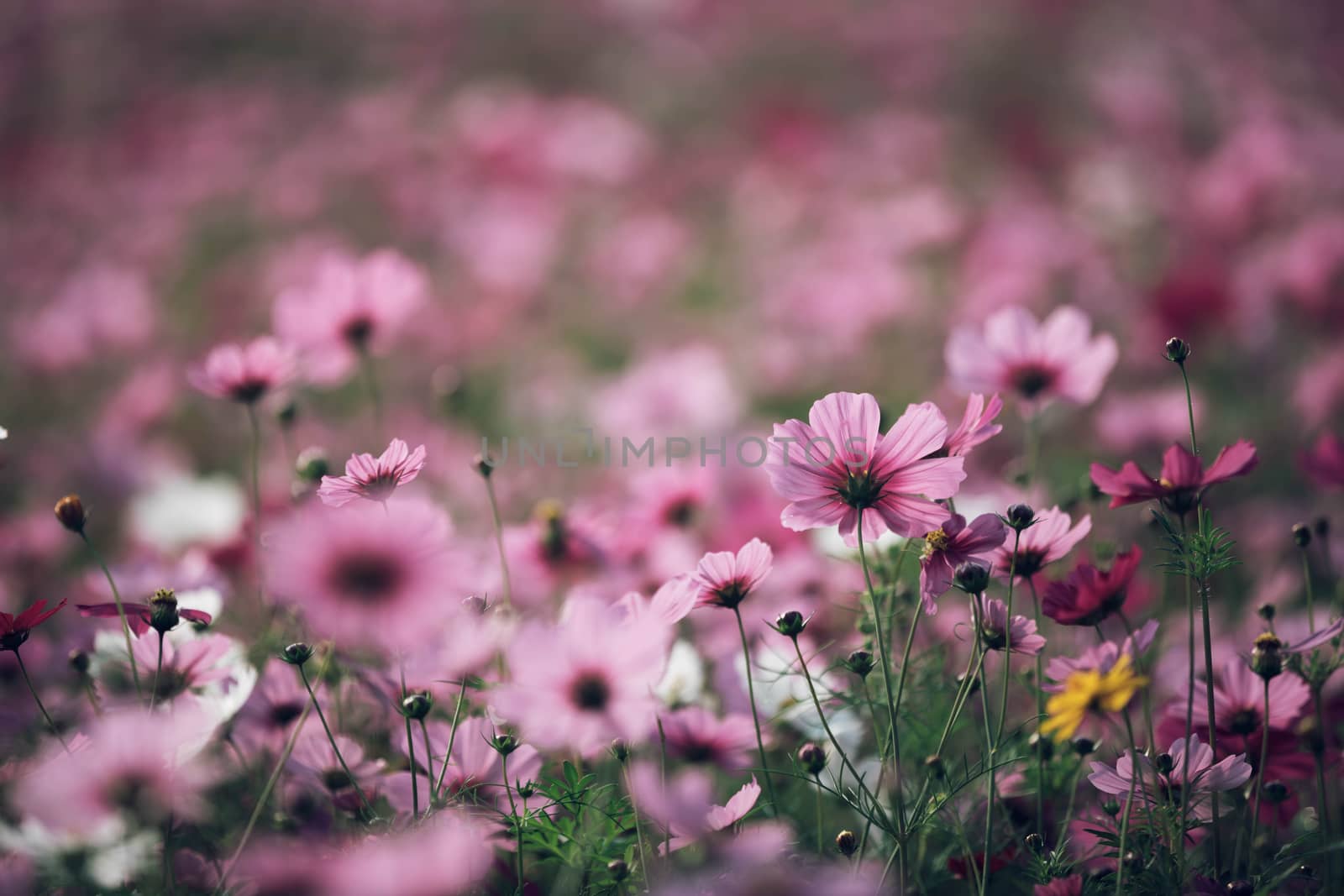 Cosmos flowers background in vintage style 