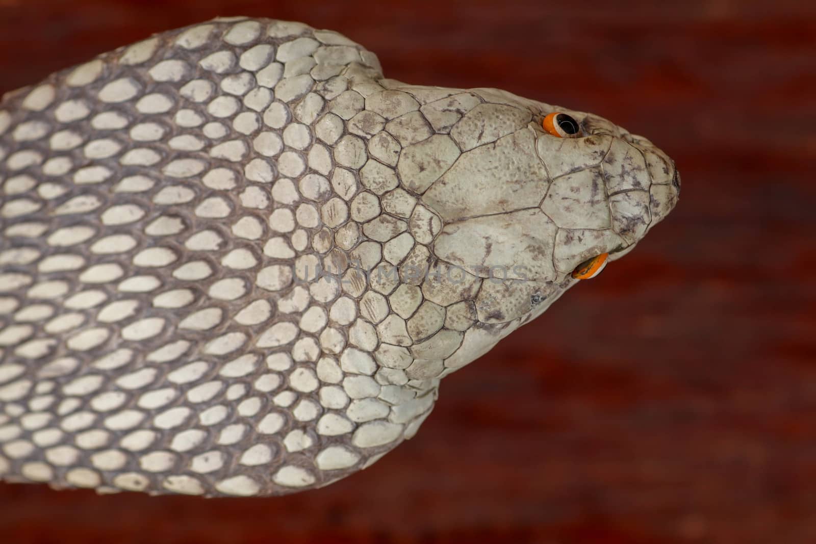 A close up head of a King Cobra. Tanned skin of Ophiophagus hannah. Belt of the most venomous snake on Bali island in Indonesia. Product from leather workshop.