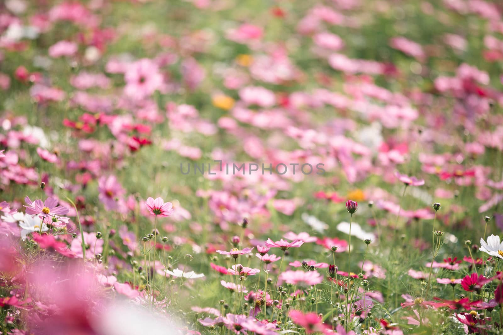 Cosmos flowers background in vintage style 