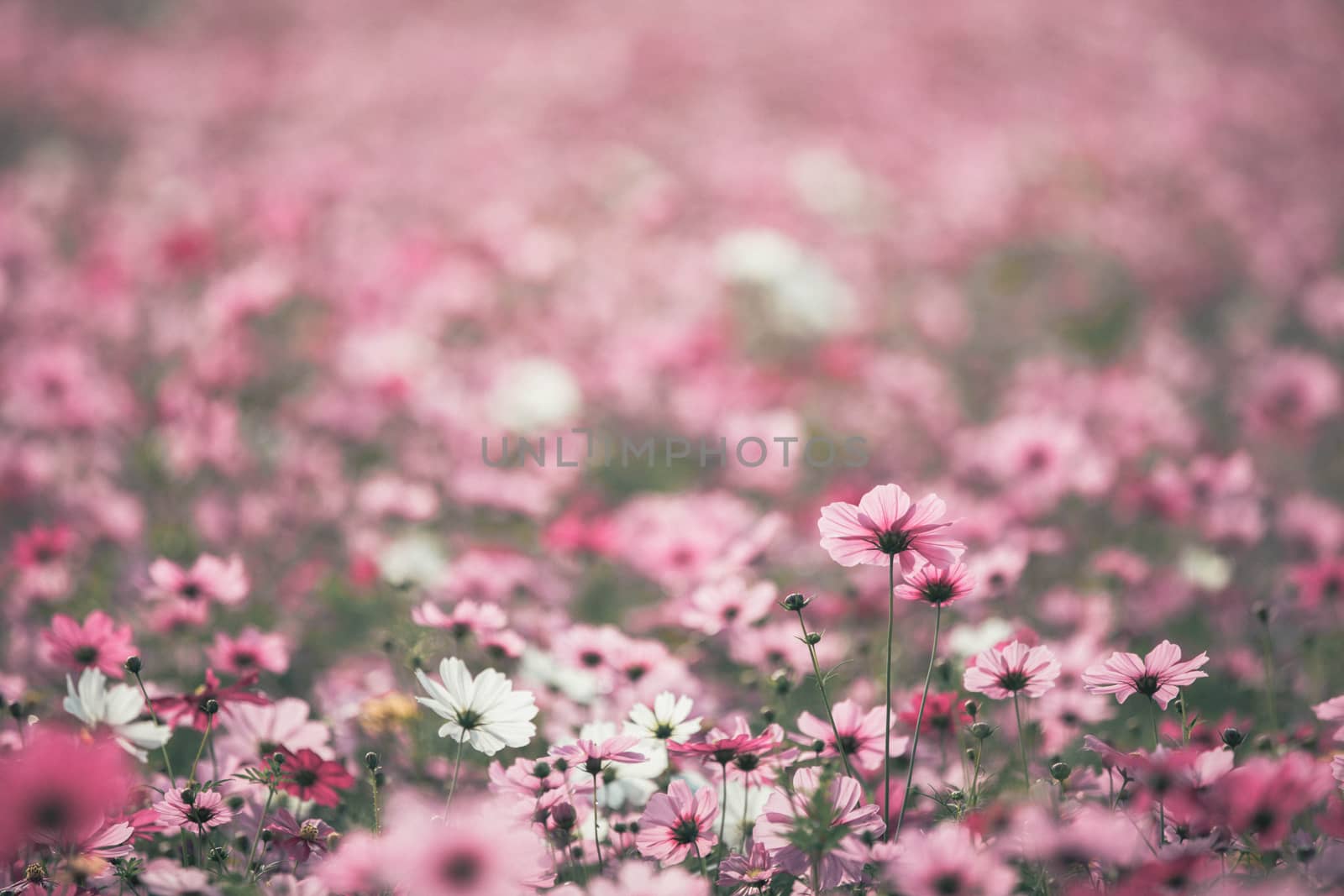 Cosmos flowers background in vintage style  by piyato