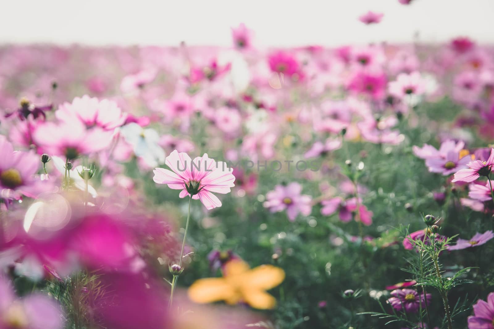 Cosmos flowers background in vintage style 