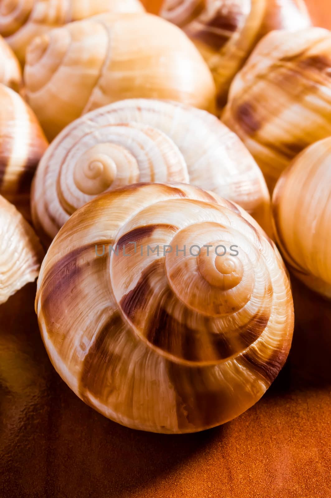 Group of snail shells, escargots de Bourgogne, under the sunlight