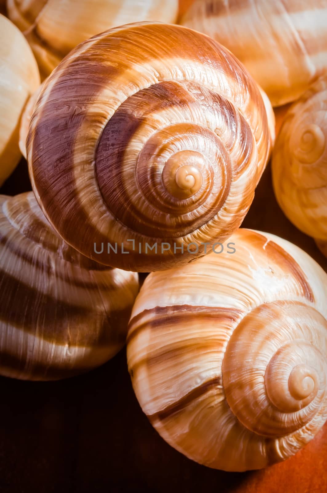 Group of snail shells, escargots de Bourgogne, under the sunlight