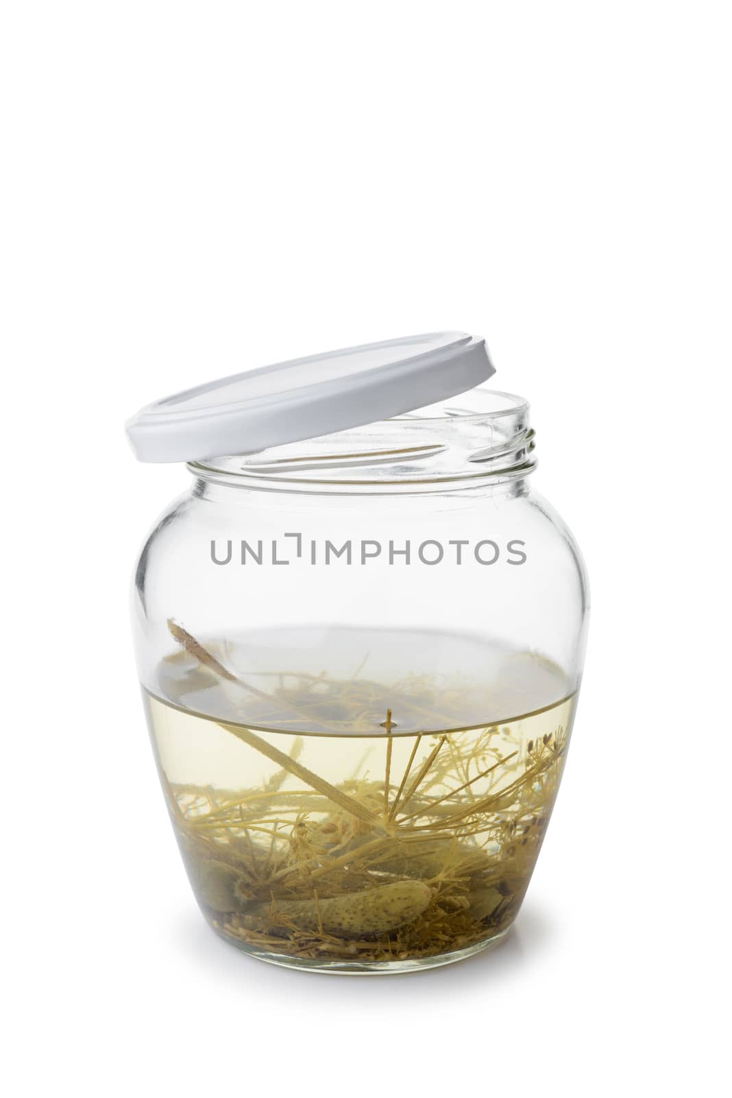 Paunchy Glass Jar with Gherkins by MaxalTamor