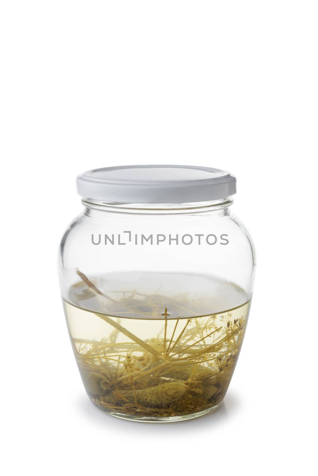Paunchy Glass Jar with Gherkins by MaxalTamor