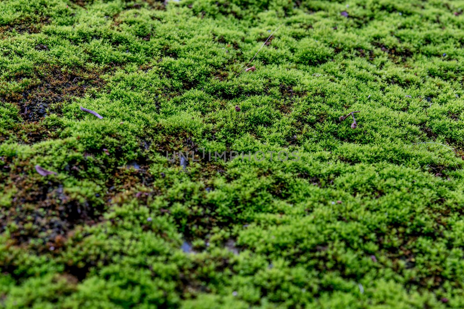 Close Up : Green moss on concrete floor background texture by YingTanthawarak