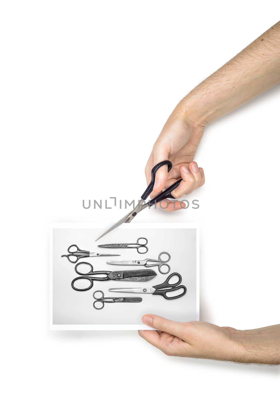 A woman is cutting a black and white photo using  metallic scissors, isolated on white background