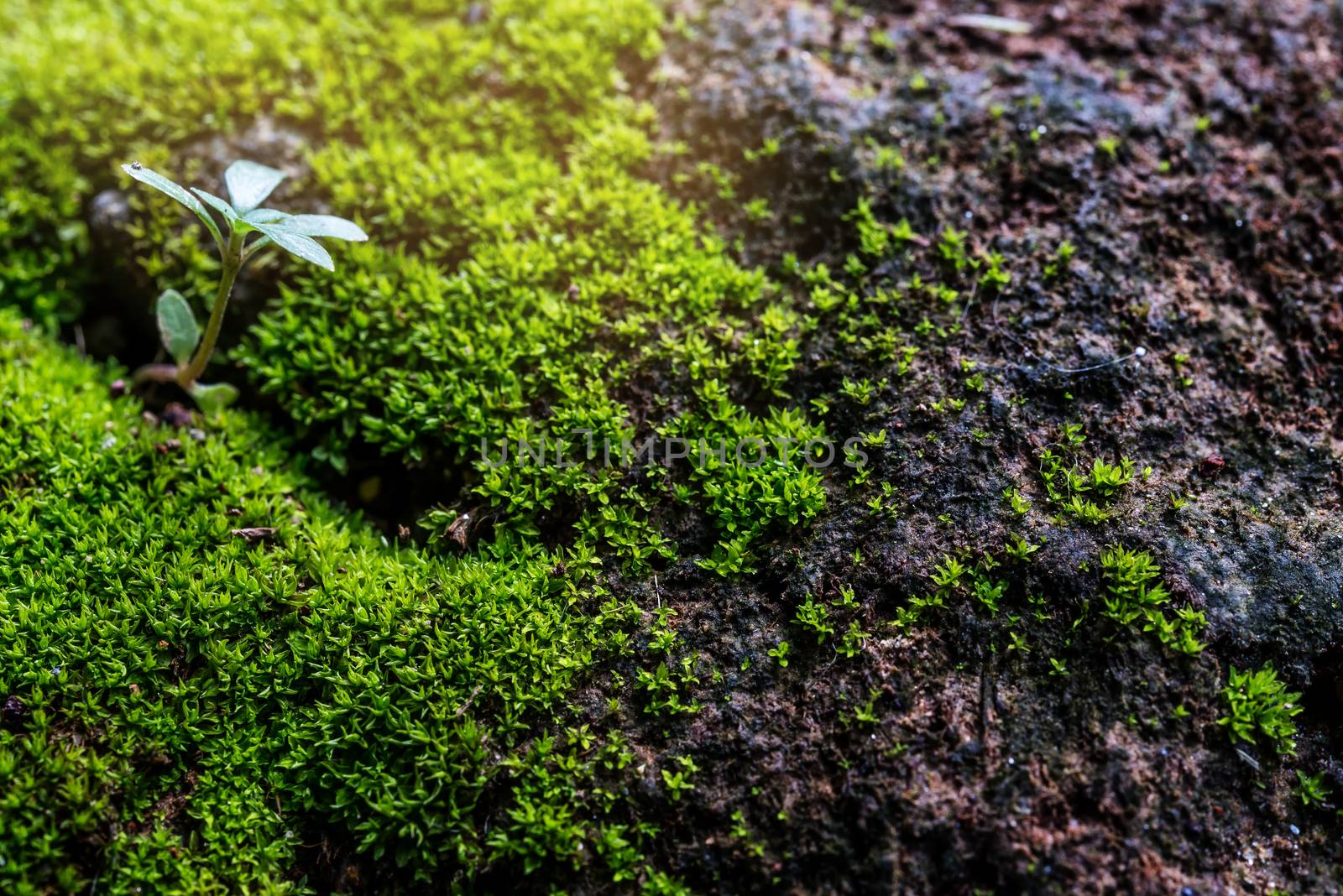 Close Up : Green moss on concrete floor background texture with selective focus, Image filter effect.