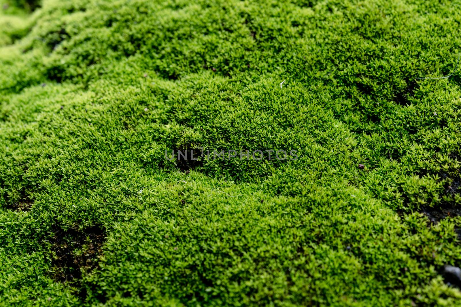 Close Up : Green moss on concrete floor background texture with selective focus, Image filter effect.