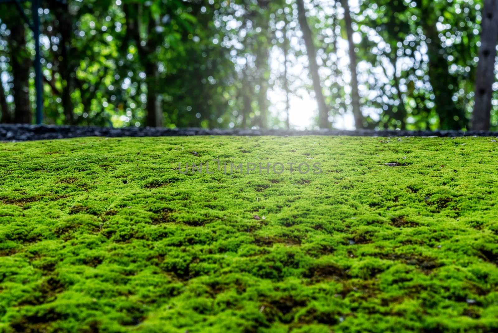 Close Up : Green moss on concrete floor background texture with selective focus, Image filter effect.