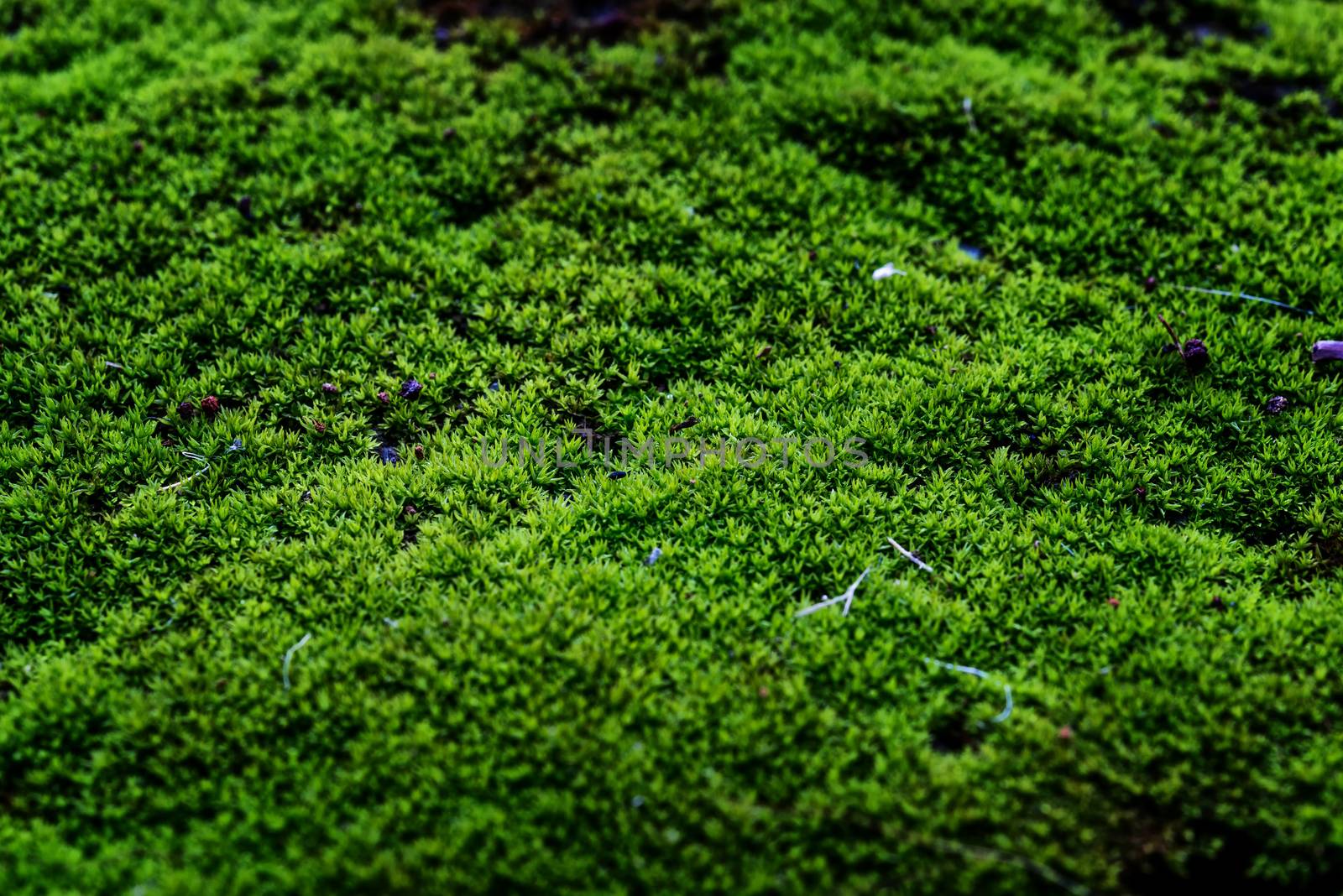 Close Up : Green moss on concrete floor background texture with selective focus, Image filter effect.