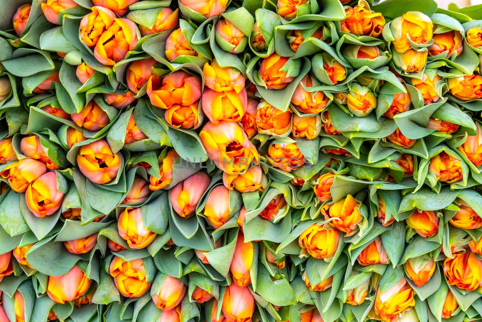 Bouquet of beautiful tulips for sale at a market