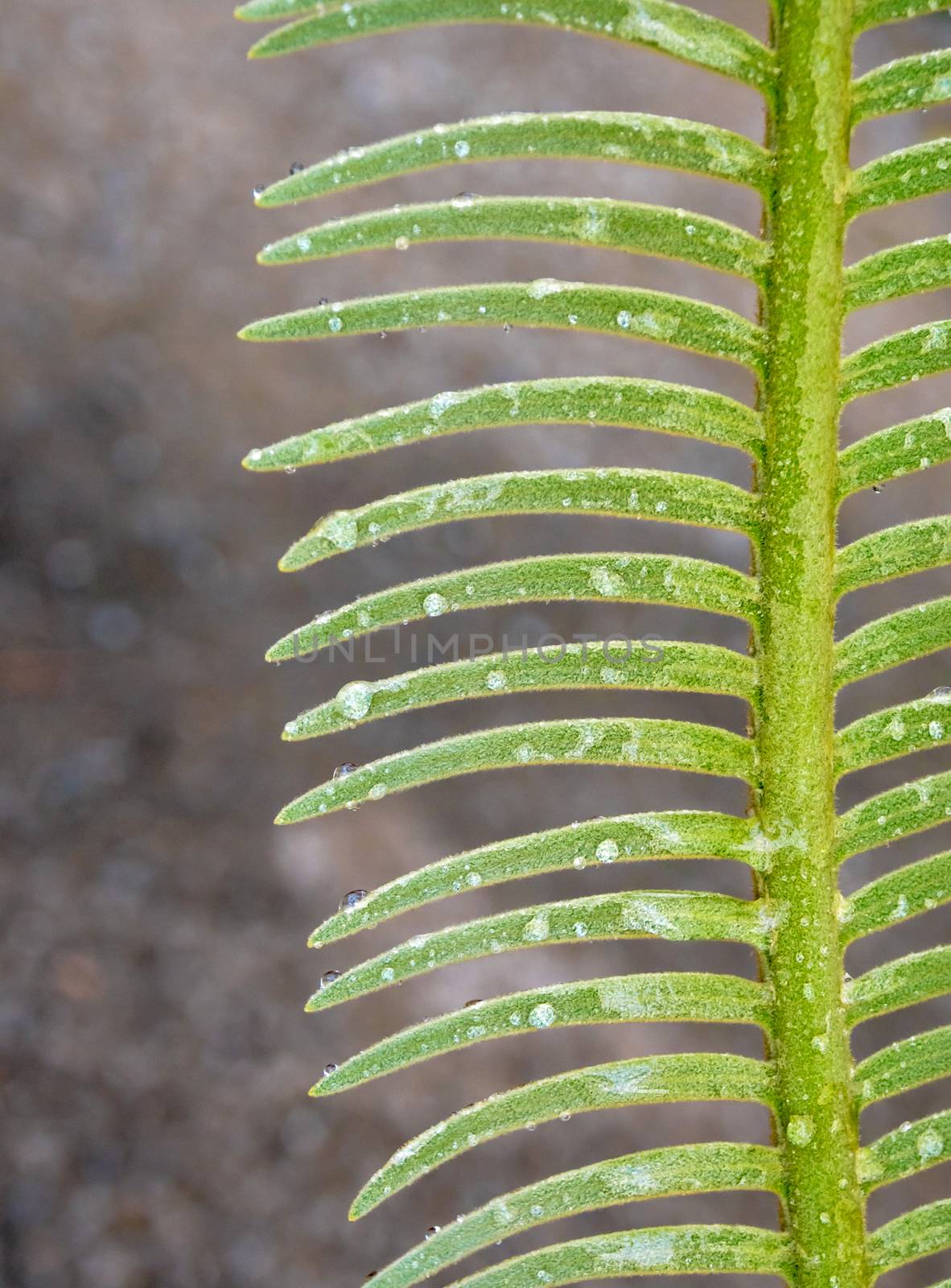 The pinnately compound leaves of Cycas siamensis plant with wate by Satakorn