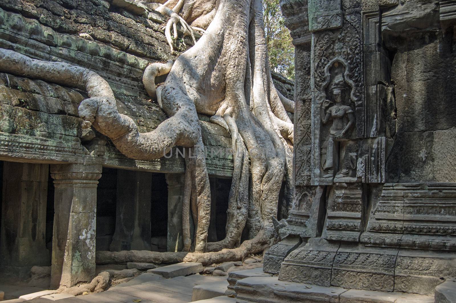 Ta Prohm temple in Angkor, Cambodia. Ancient ruins with a kapok tree, Ceiba pentandra, growing on it.