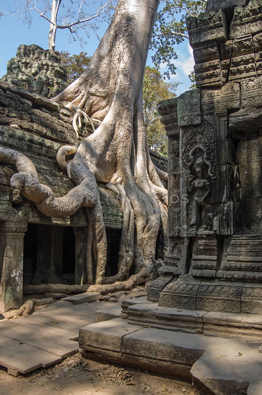 Ancient Khmer temple of Ta Prohm, overgrown with Kapok trees (latin name Ceiba pentandra). Part of the Angkor complex in Siem Reap province, Cambodia.