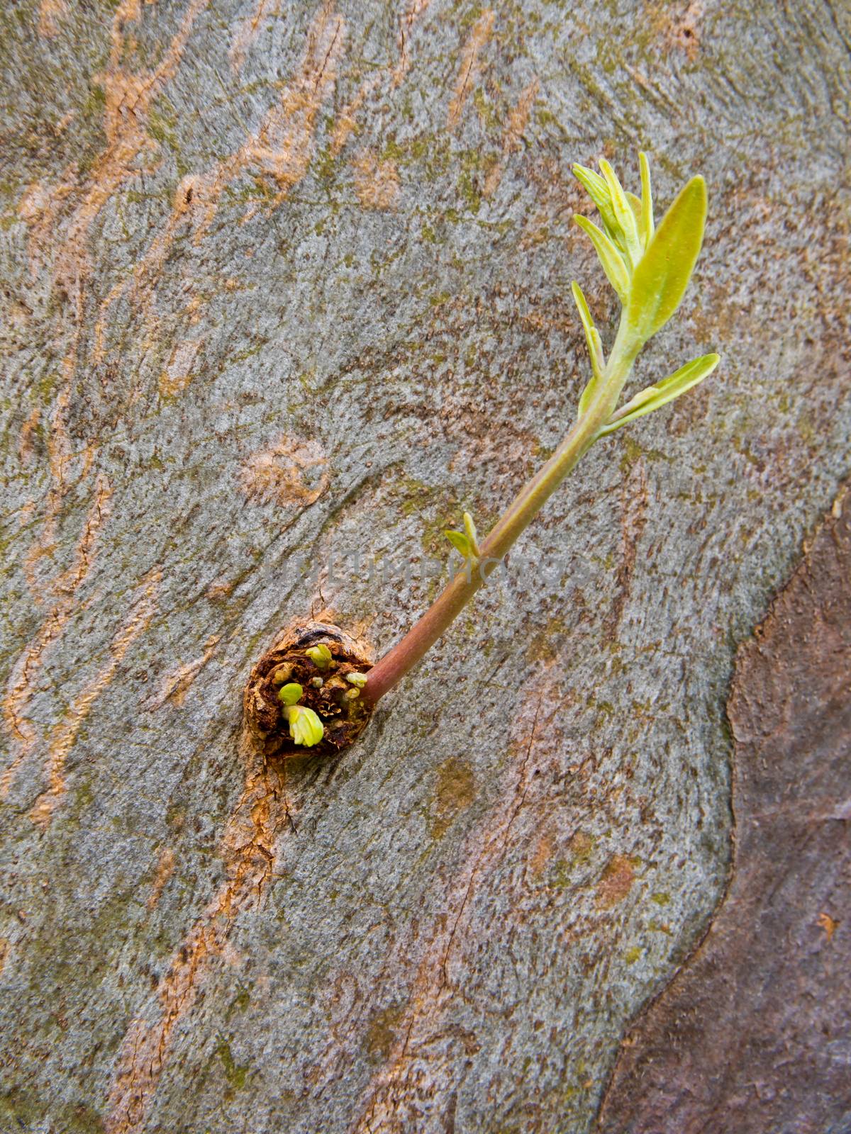 Shoots of eucalyptus branch on the trunk