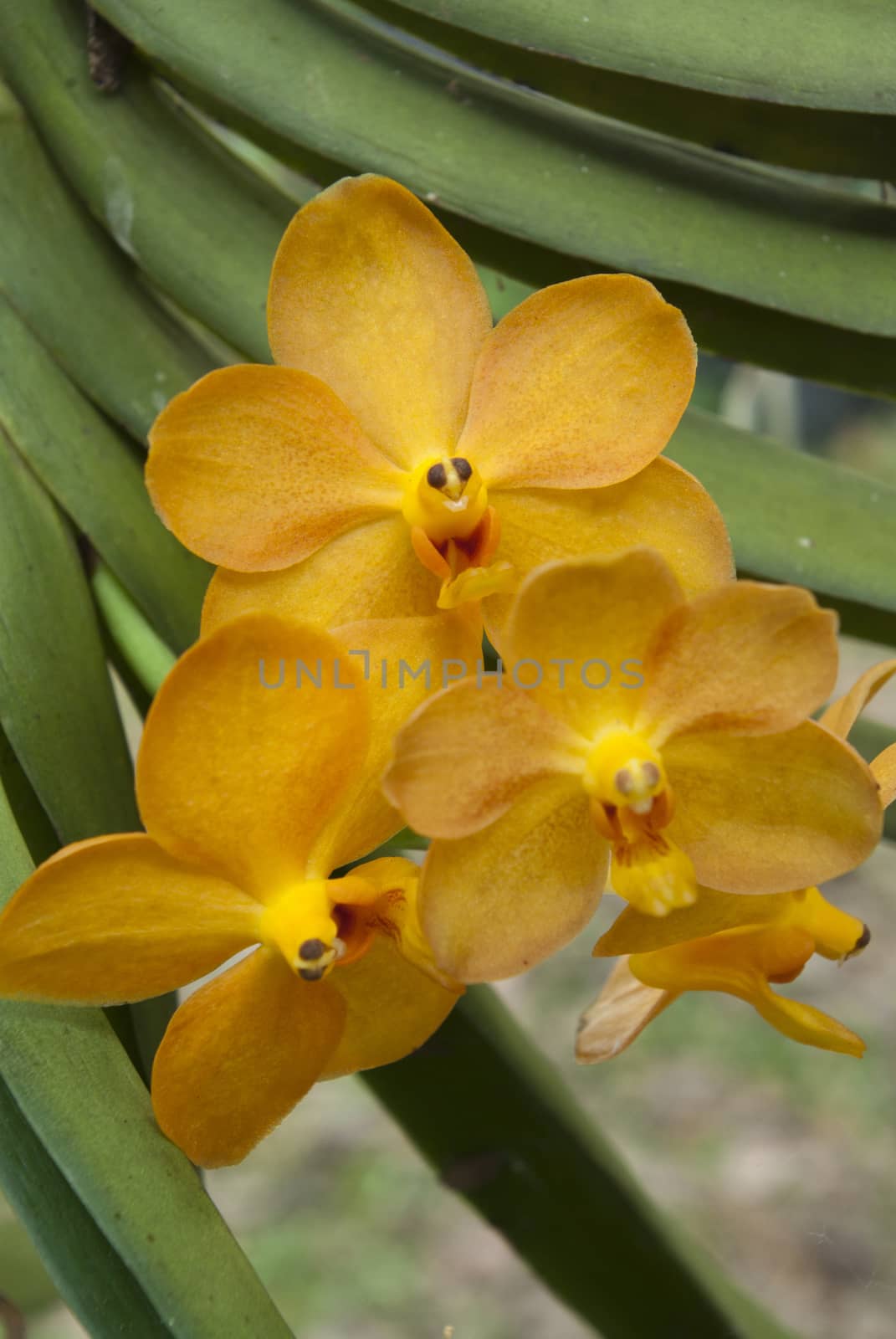 Yellow Vanda Orchid in garden