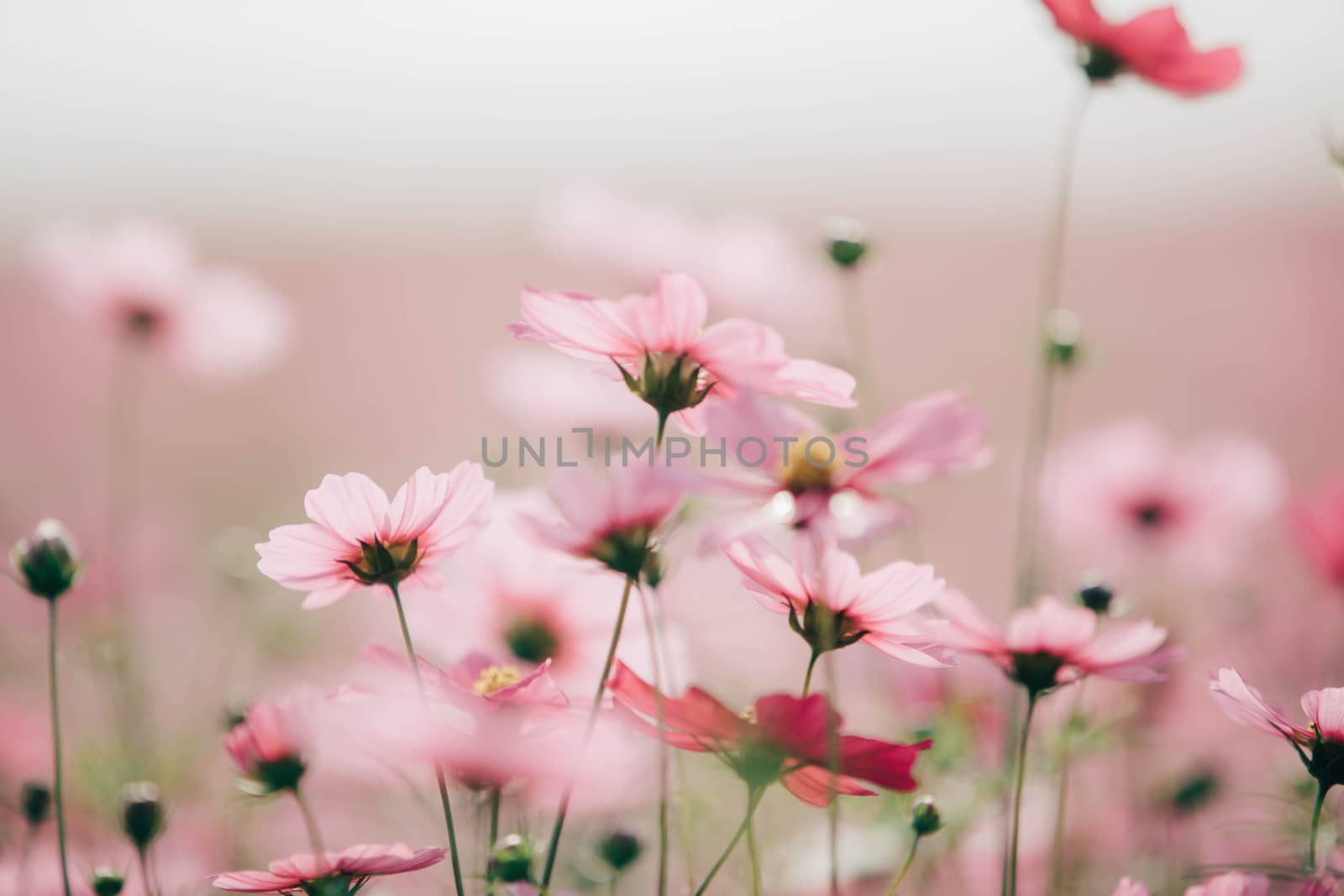 Cosmos flowers background in vintage style 