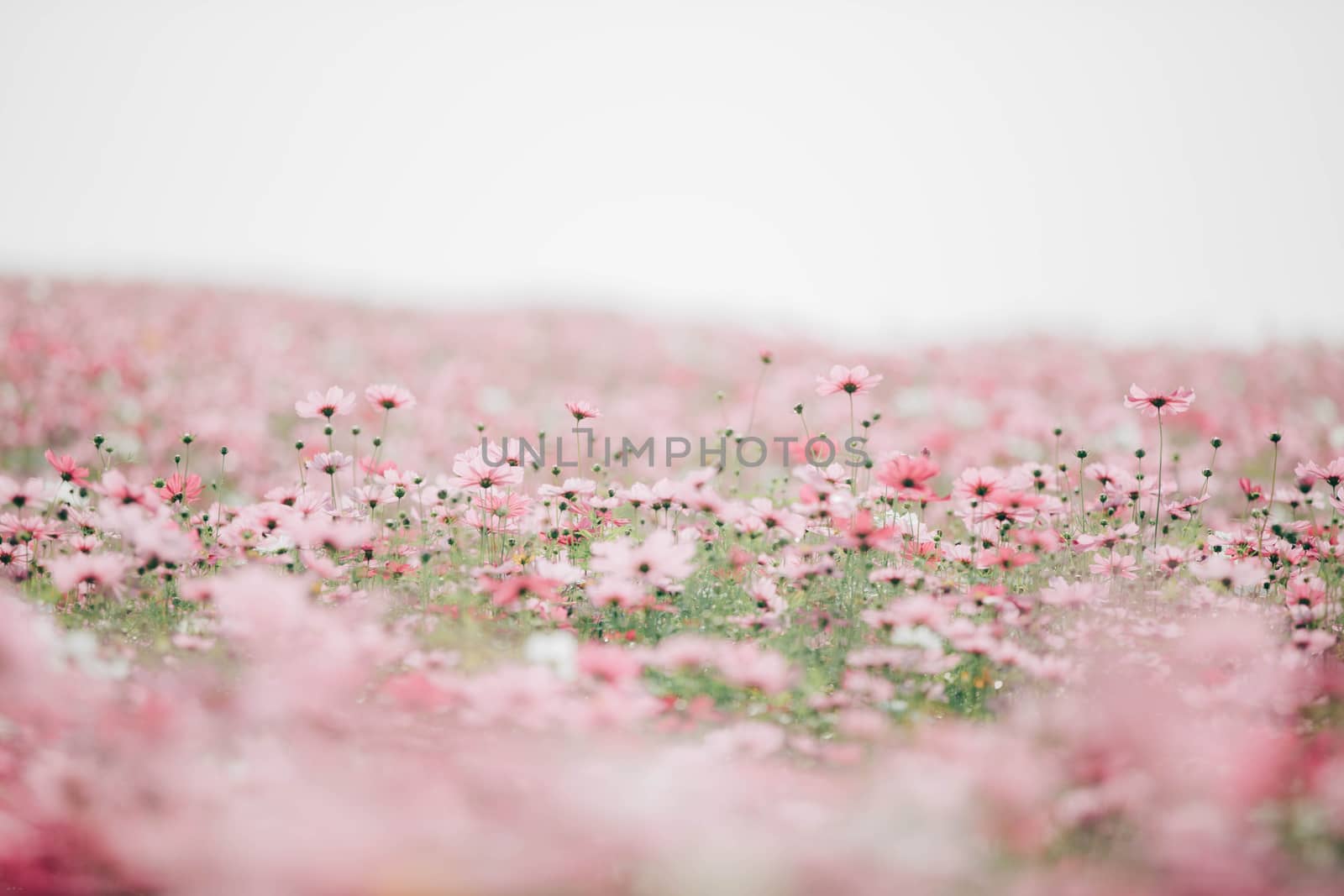 Cosmos flowers background in vintage style 