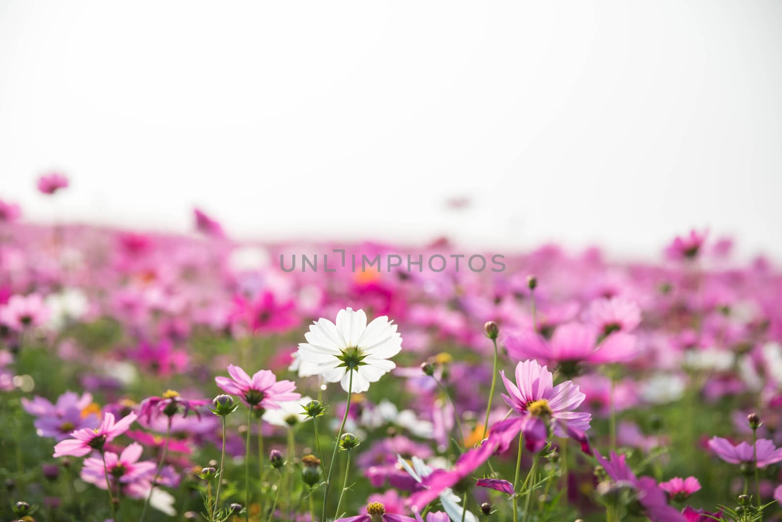 Cosmos flowers background in vintage style  by piyato