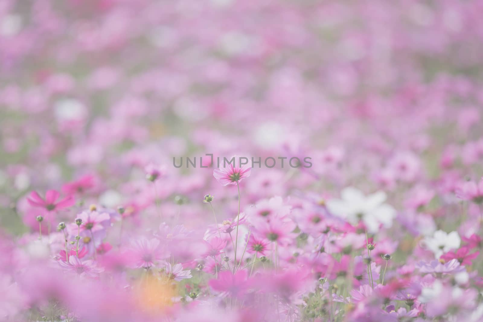 Cosmos flowers background in vintage style  by piyato