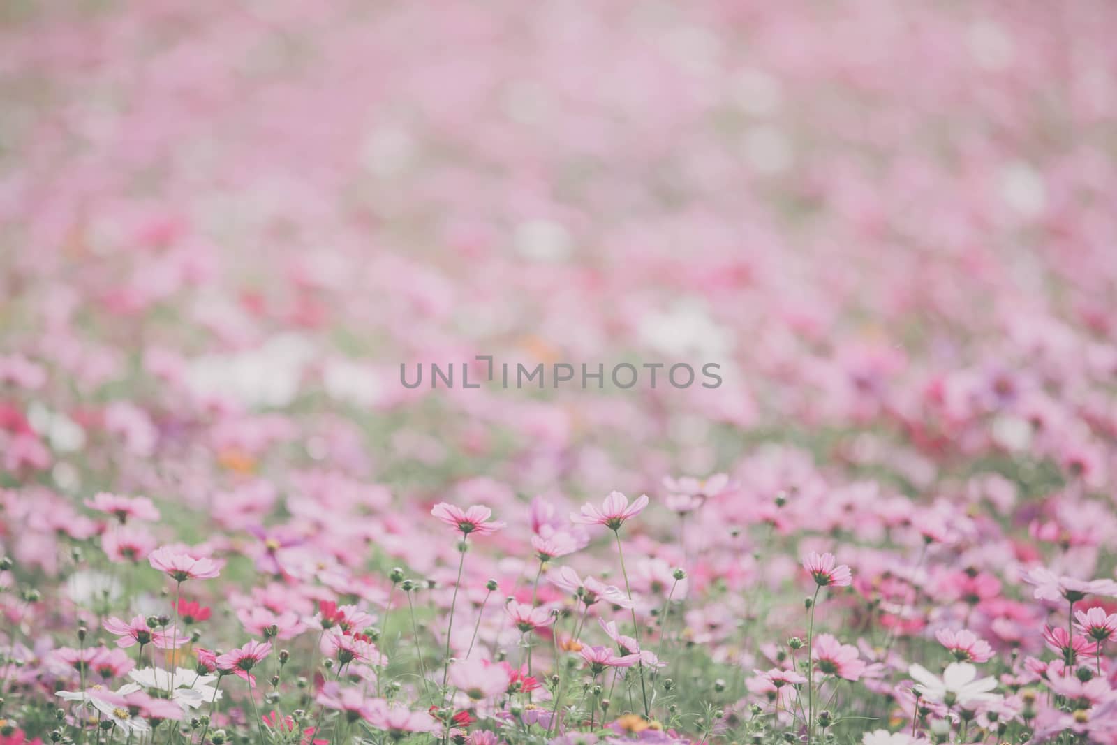 Cosmos flowers background in vintage style  by piyato