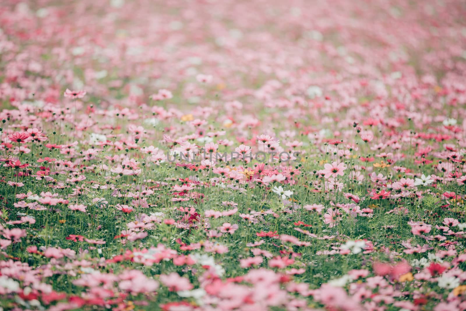 Cosmos flowers background in vintage style 