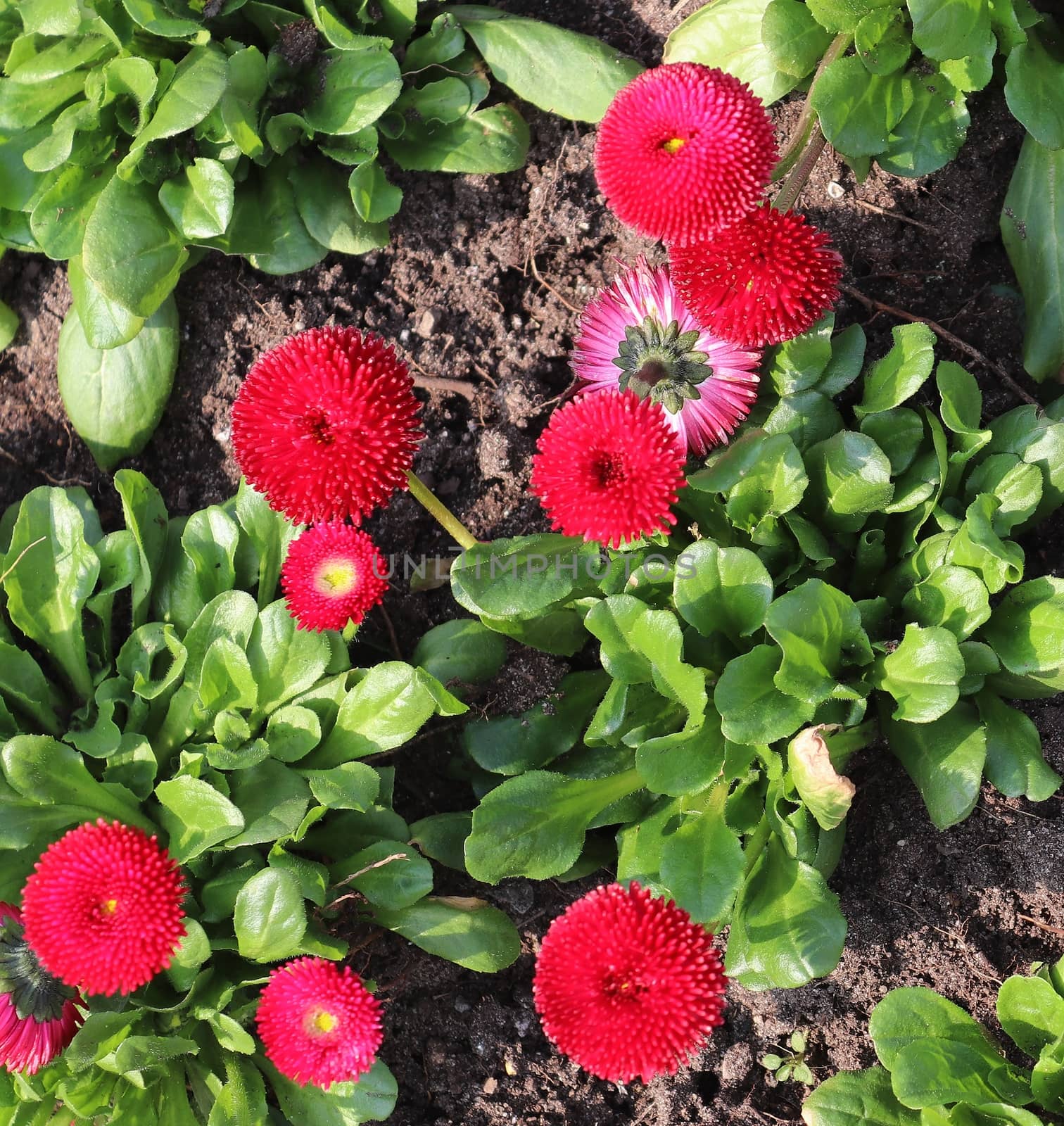 Beautiful flowers in a european garden in different colors.