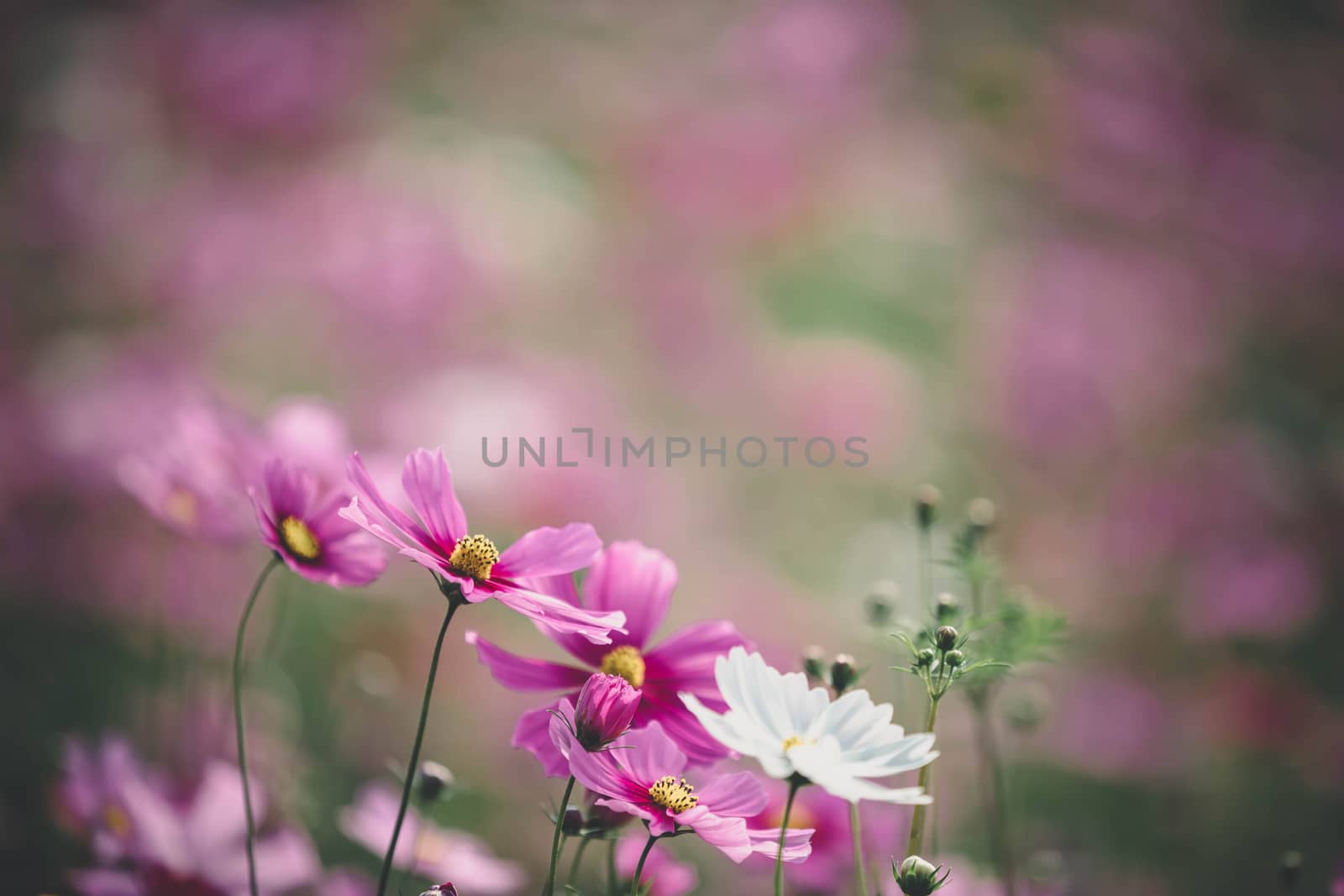 Cosmos flowers background in vintage style  by piyato