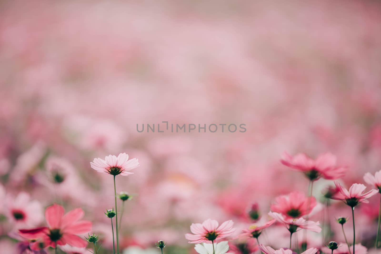 Cosmos flowers background in vintage style 