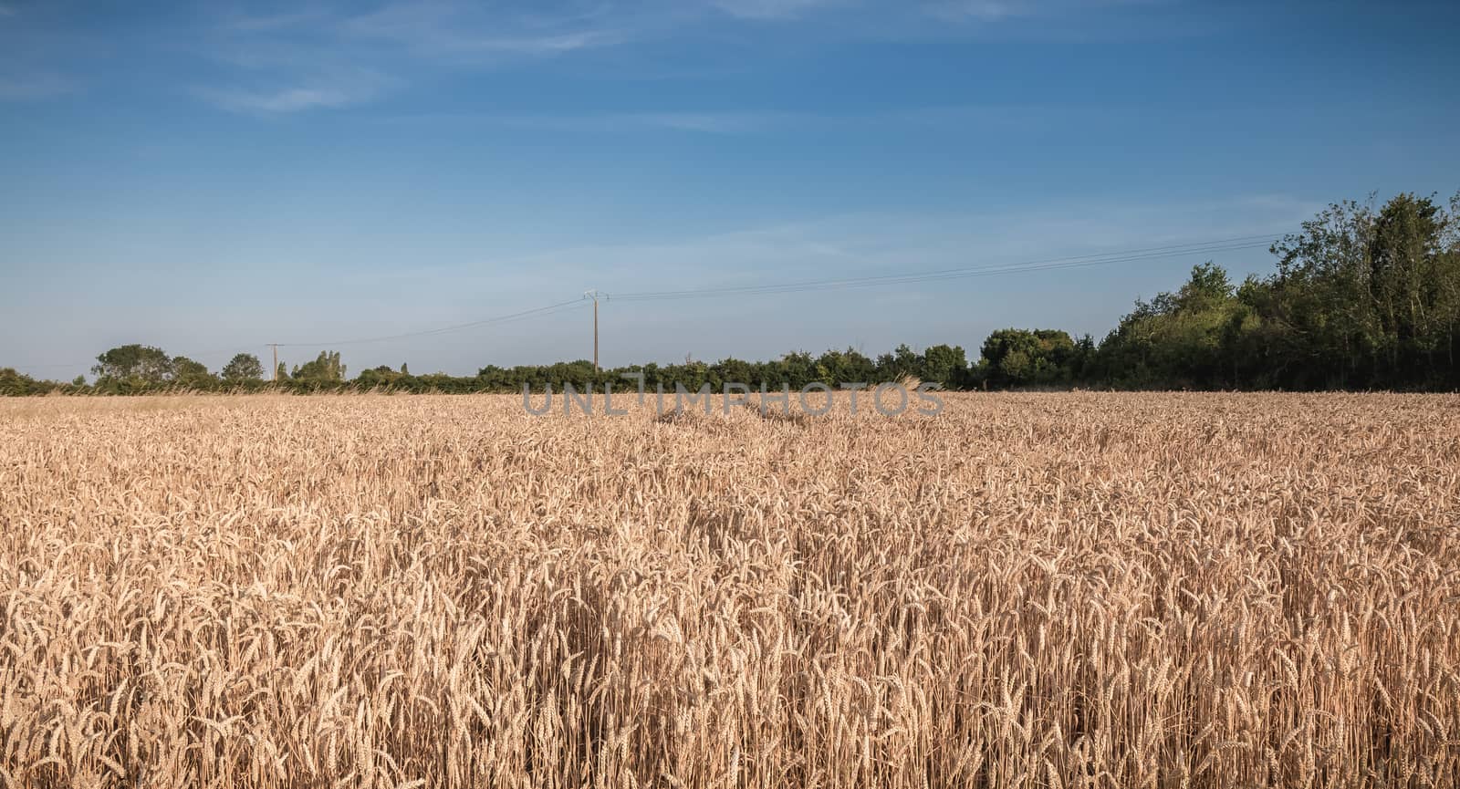 wheat field matured just before the harvest by AtlanticEUROSTOXX