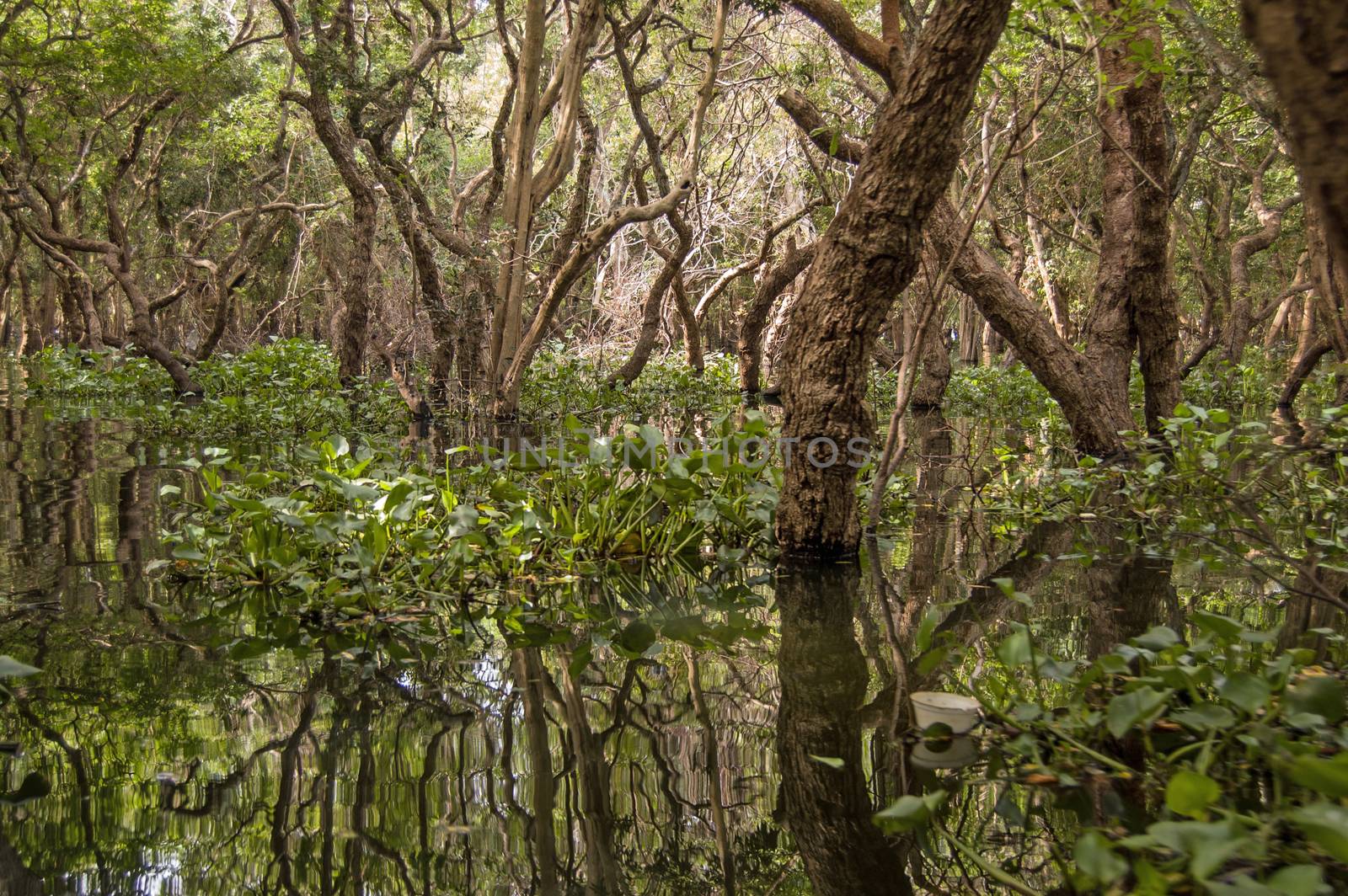 Flooded forest, Tonle Sap Lake, Cambodia by BasPhoto