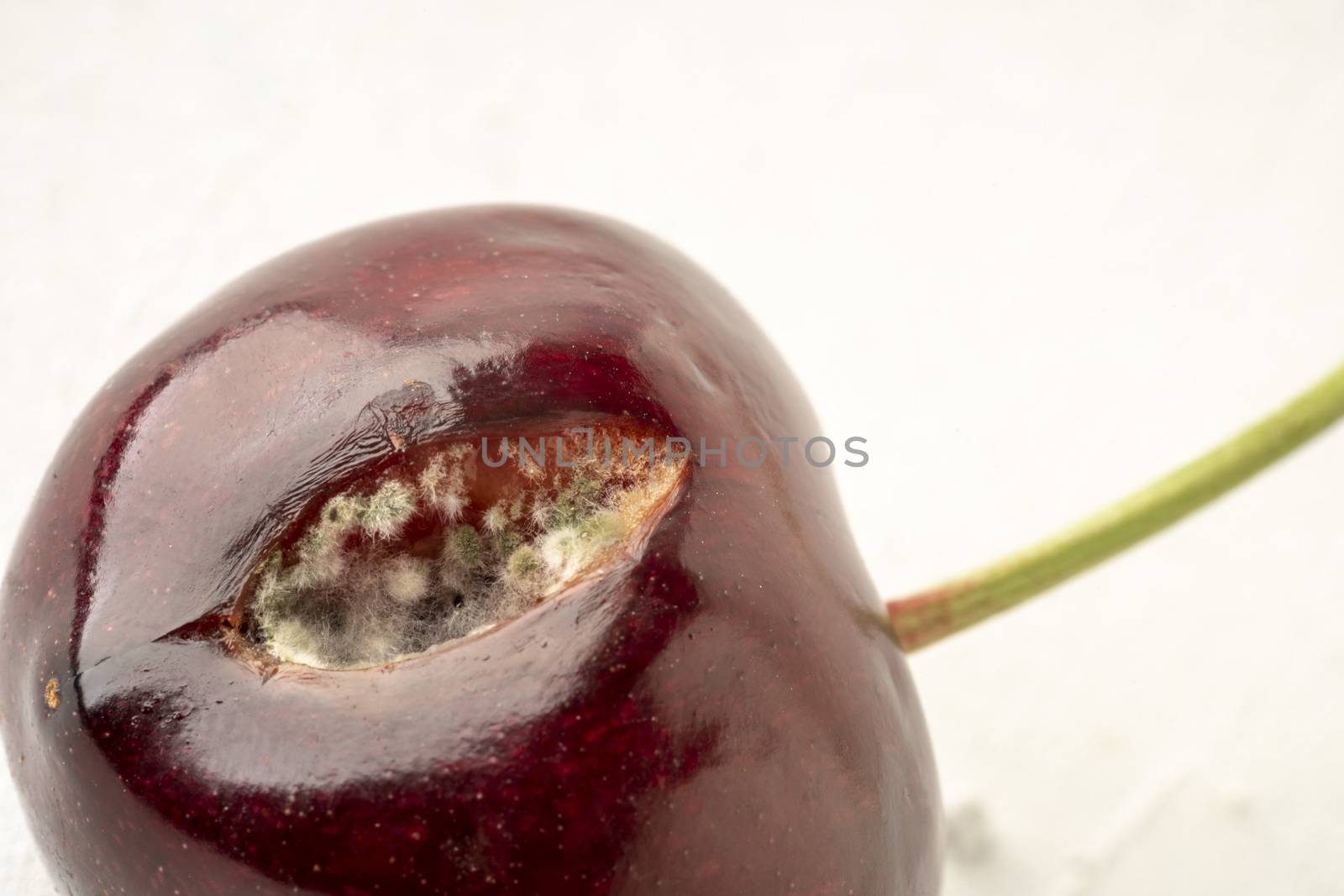 closeup of mouldy cherry on a white background with copy space by bernanamoglu