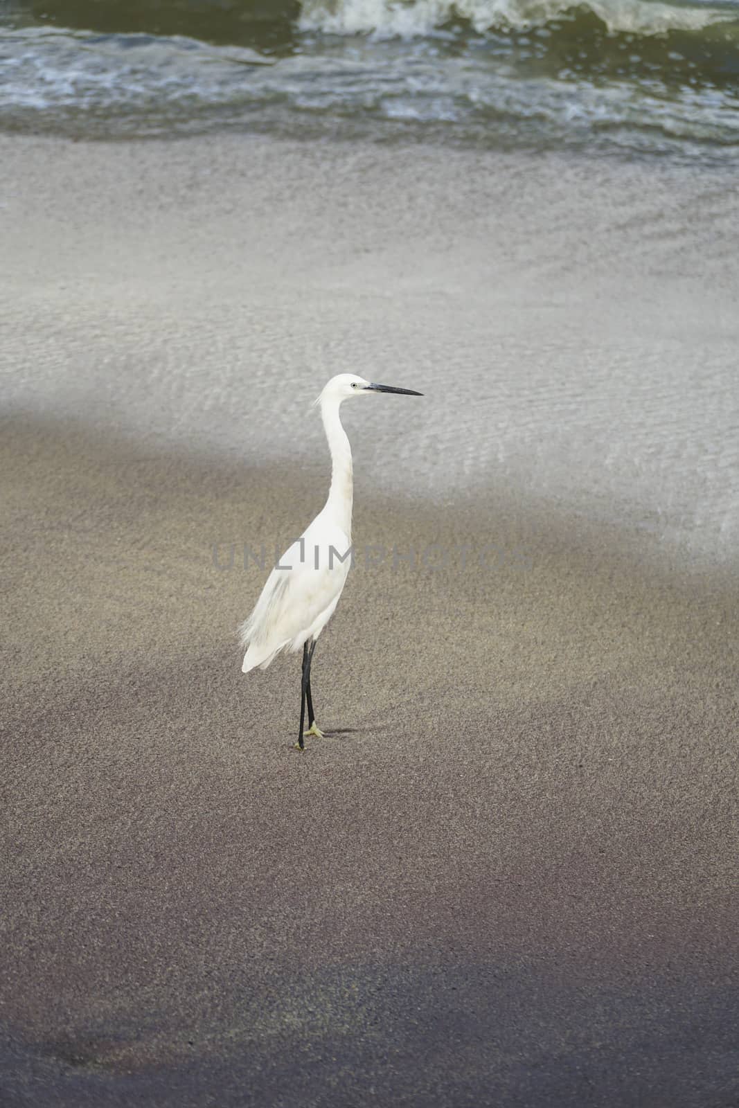 white heron bird on a sandy beach by bernanamoglu