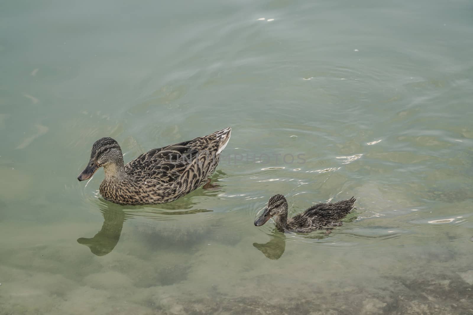 mallard duck and baby swimming on lake by bernanamoglu