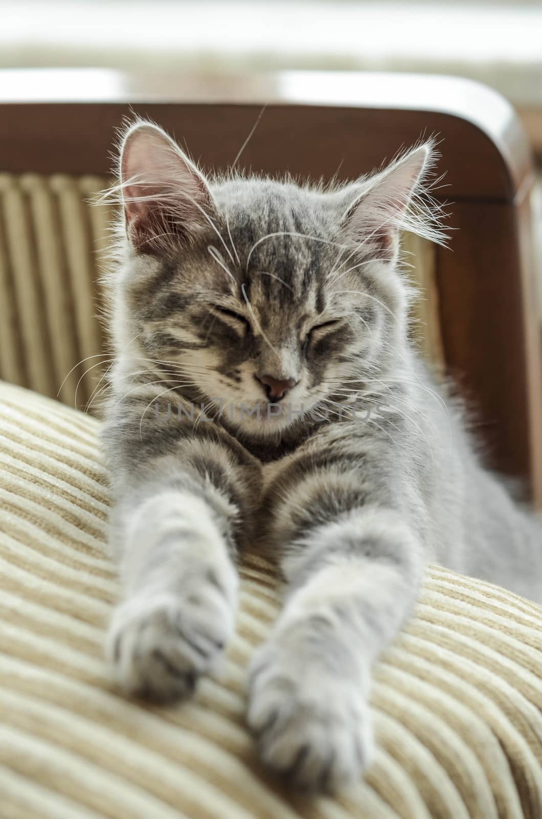 closeup of a cute tabby kitten sleeping on a pillow
