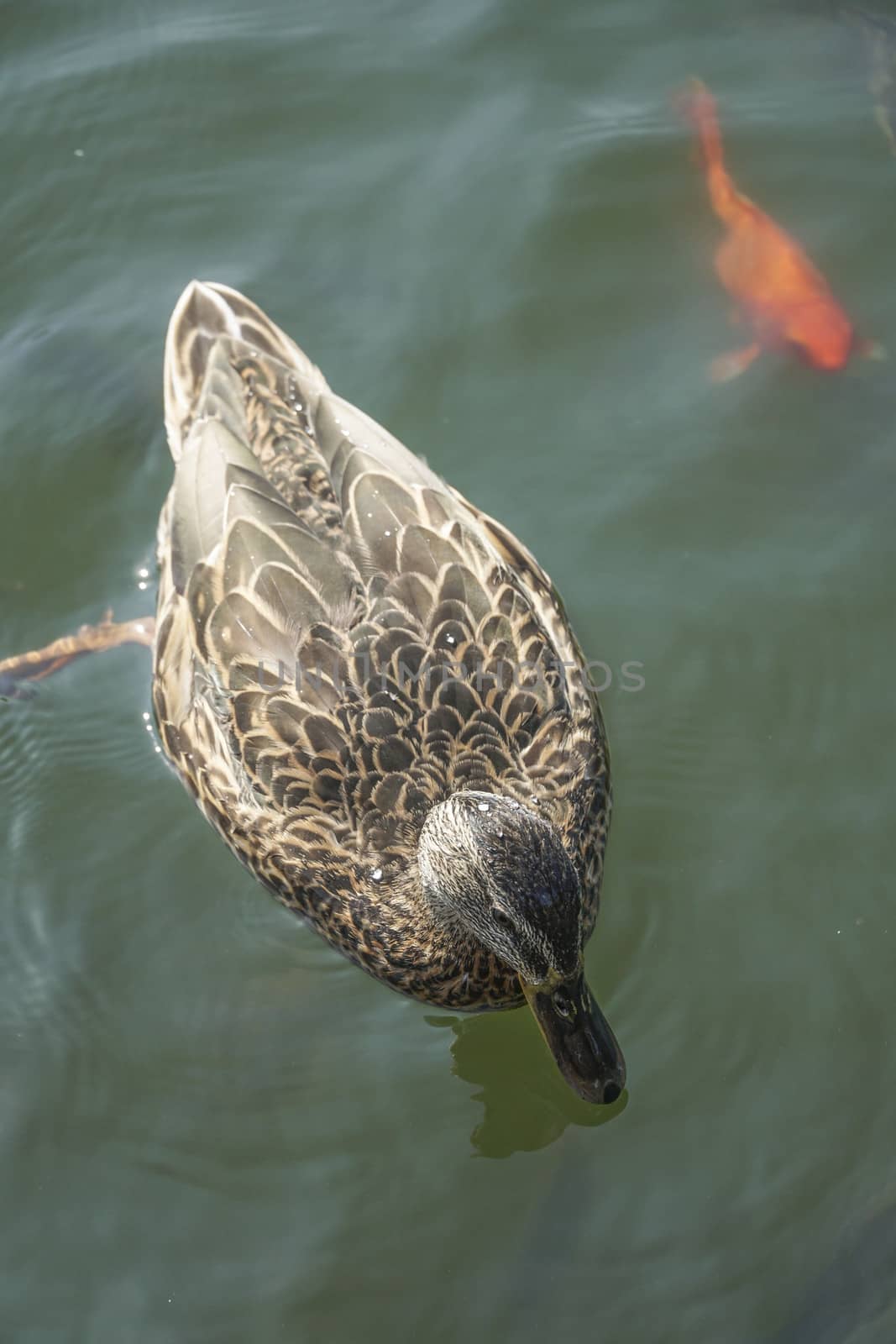 A duck swimming above carp koi fishes in a lake by bernanamoglu