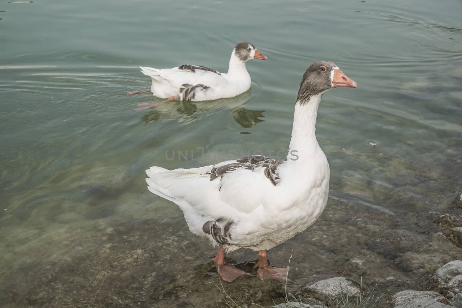 Two geese on lake