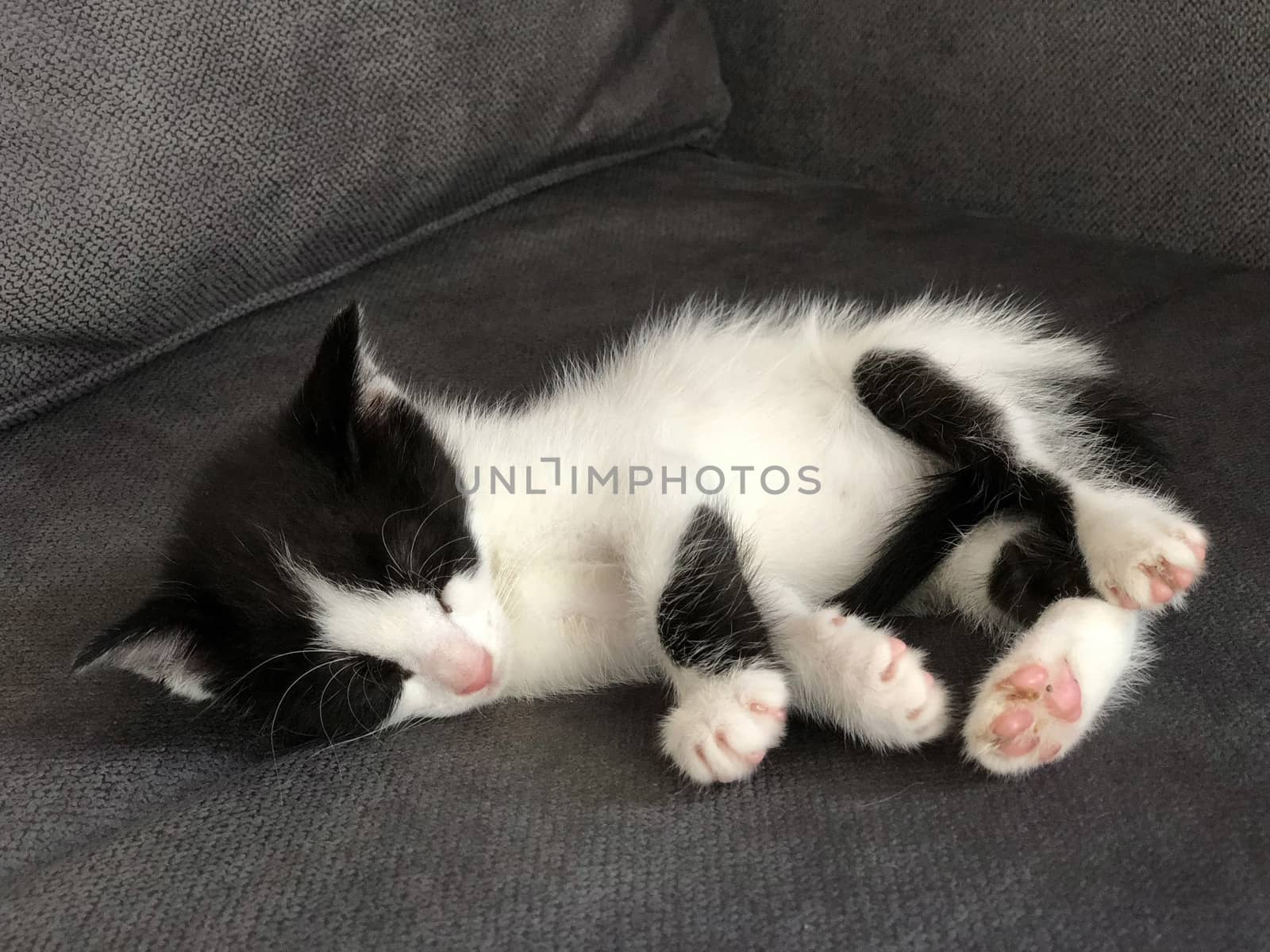 cute black and white kitten sleeping on sofa by bernanamoglu