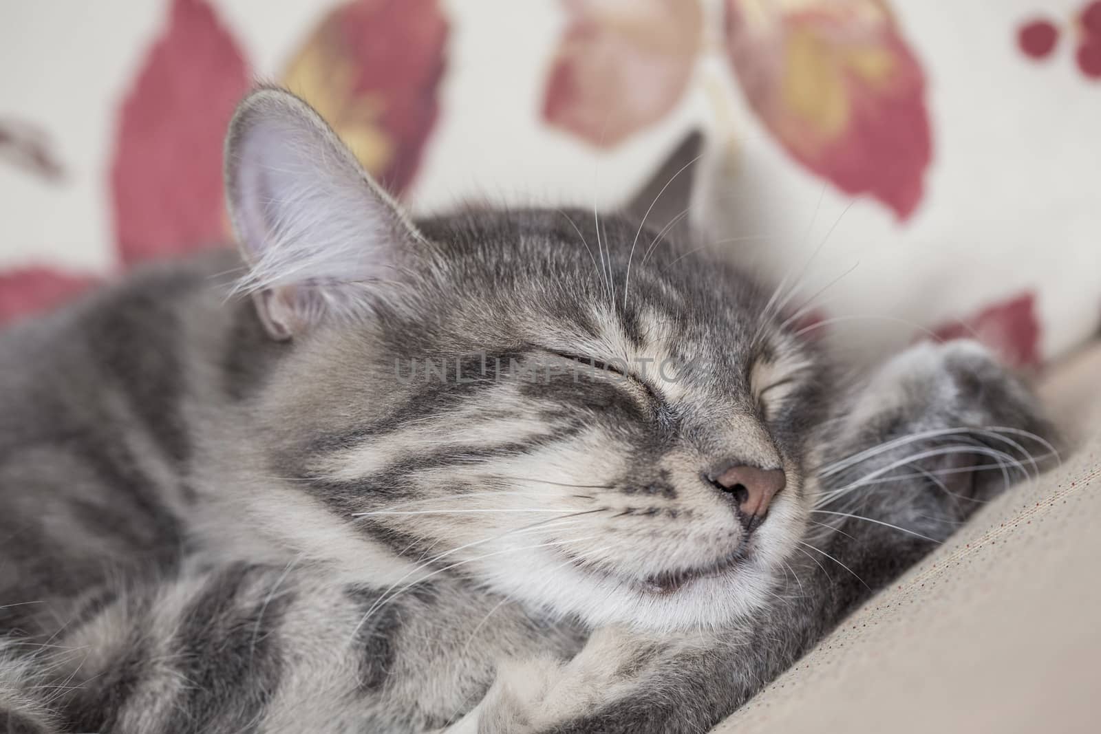 closeup of a gray tabby kitten sleeping on bed by bernanamoglu