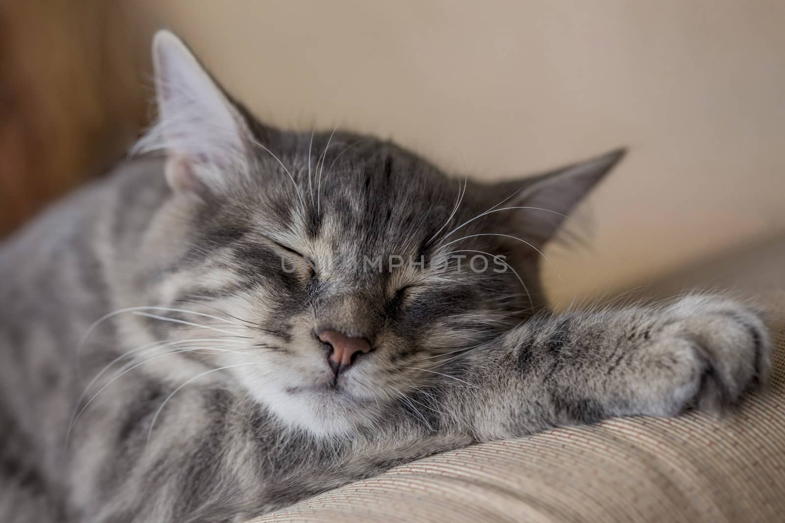 closeup face of a tabby kitten sleeping on bed at home